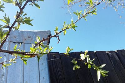 Low angle view of tree against clear sky