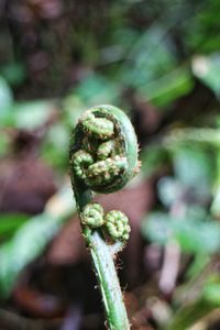 Close-up of plant against blurred background