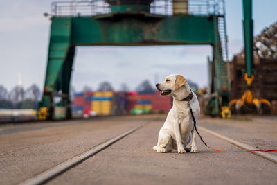 Portrait of a dog in industrial docks, labrador retriever.