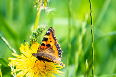 Close-up of butterfly pollinating on flower