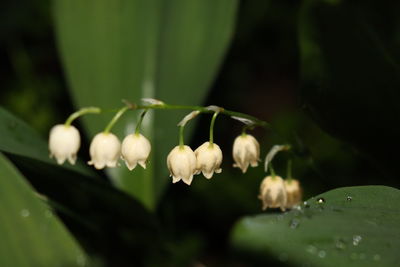 Close-up of raindrops on white flowering plant