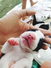 Close-up of hands holding dog