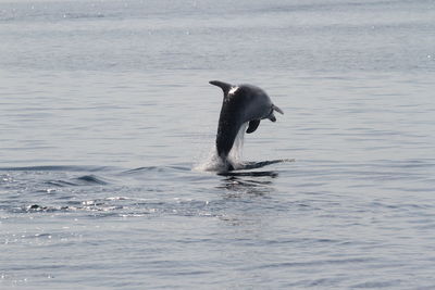 Duck swimming in sea