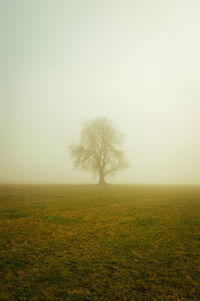 Trees on field against sky during foggy weather