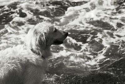 Close-up of dog in water