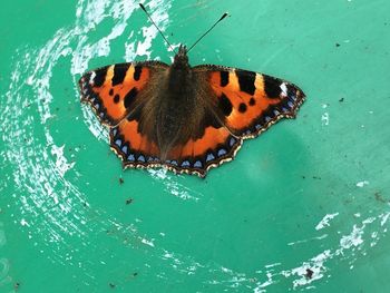 High angle view of butterfly