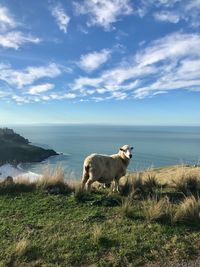 View of a sheep on shore in new zealand 