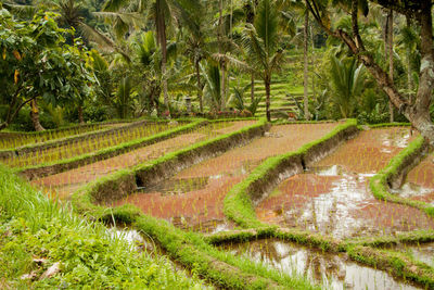 Scenic view of rice paddy