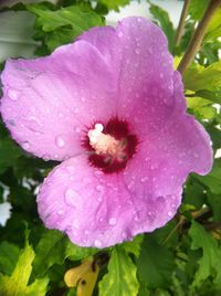 Close-up of pink flowers