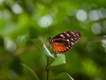 Close-up of butterfly on leaf
