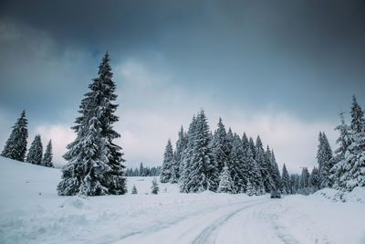 Snow covered road amidst trees against sky