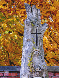 Close-up of lichen on tree trunk during autumn