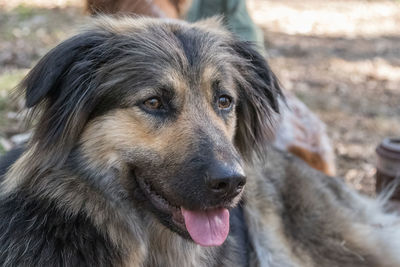 Close-up portrait of dog looking away