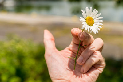 Close-up of hand holding white flowering plant