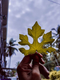 Midsection of person holding maple leaves during autumn