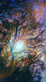 Low angle view of trees against sky during sunset