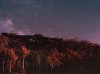 Trees against sky at night