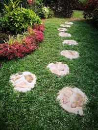 High angle view of grass