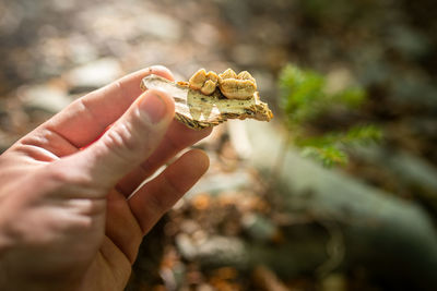 Close-up of hand holding leaf