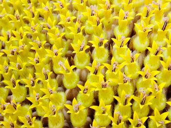 Full frame shot of yellow flowers