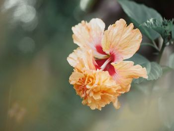 Close-up of orange flower