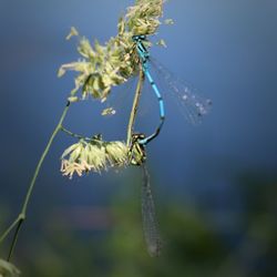 Close-up of insect on plant