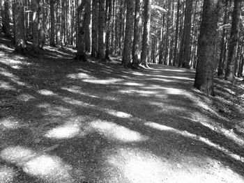 Trees growing in forest