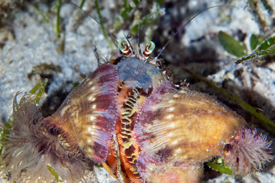 Close-up of an insect