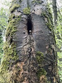 Low angle view of tree trunk in forest
