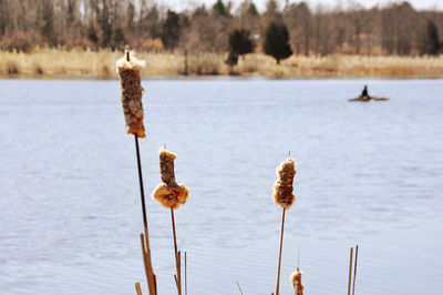 Close-up of plant in lake