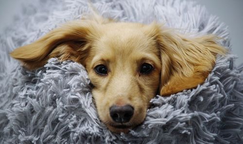 Close-up portrait of dog relaxing on bed