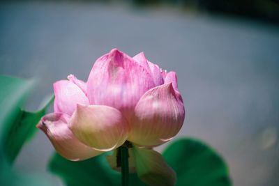 Close-up of pink lotus water lily