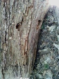 Close-up of tree trunk