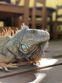 Close-up of a lizard