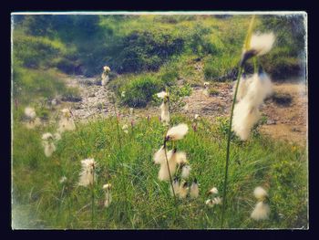 View of grassy field