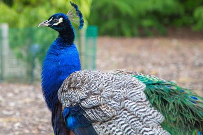 Close-up of a peacock