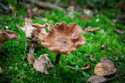 Close-up of mushroom growing on field