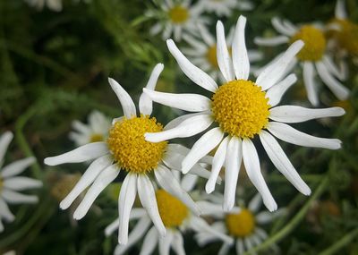 Close-up of white daisy flower