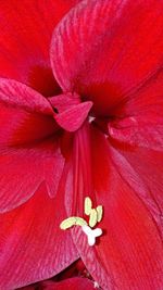 Full frame shot of red flower