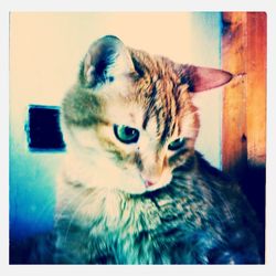 Portrait of cat