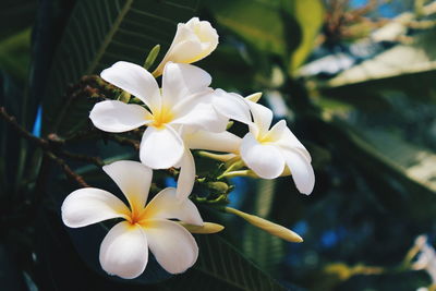 Close-up of white frangipani flowers