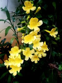 Close-up of yellow flowering plant