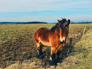 Horse standing on field against sky