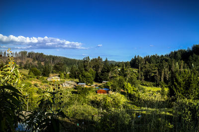 Scenic view of forest against blue sky