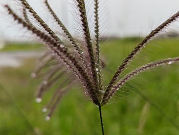 Close-up of plant growing on field