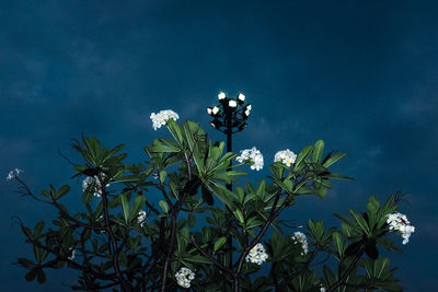 Low angle view of flowering plants against blue sky