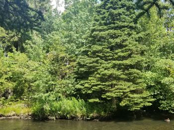 Trees growing in forest