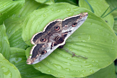 Close-up of a butterfly