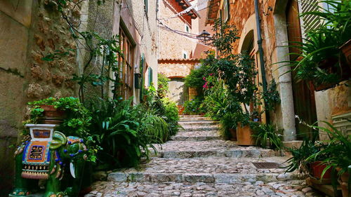 Potted plants on footpath amidst buildings