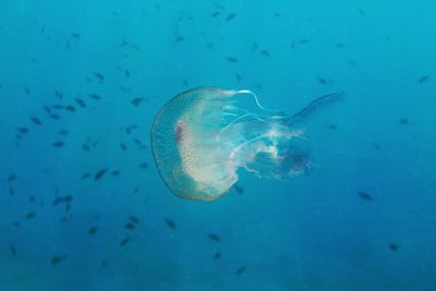 Jellyfish swimming in sea